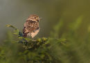 Stonechat - Calling