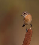 Stonechat