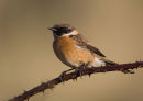 Male Stonechat