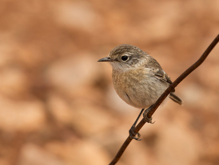 Fuerteventura Stonechat