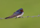 Swallow