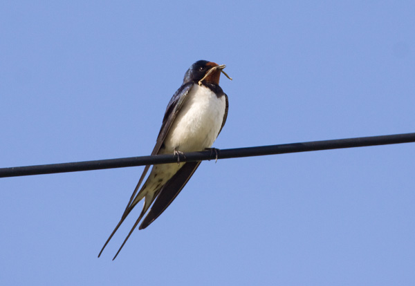 Swallow with Twig