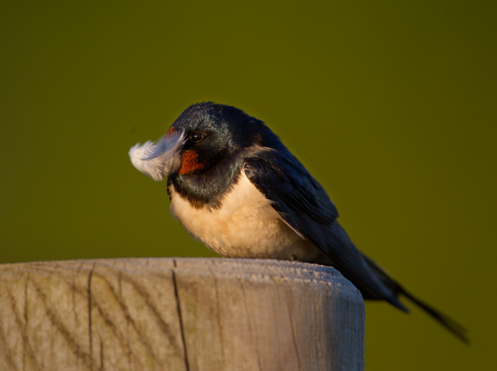 Swallow with Feather