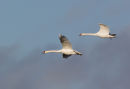 Mute Swans