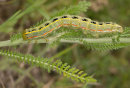 Larva of Sword Grass Moth