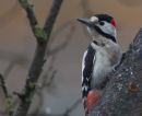 Syrian Woodpecker