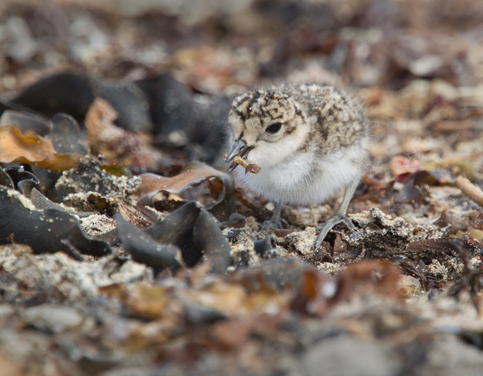 Two-banded Plover Chick