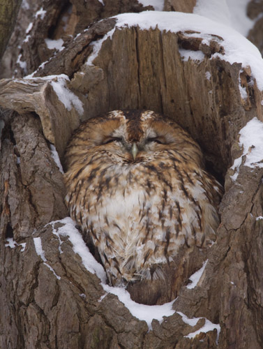 Tawny Owl at Snowy Roost