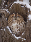 Tawny Owl at Snowy Roost