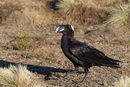 Thick-billed Raven