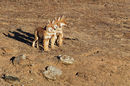 Ethiopian Wolf Pups