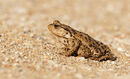 Common Toad