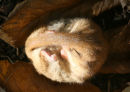 Dormouse in Torpor