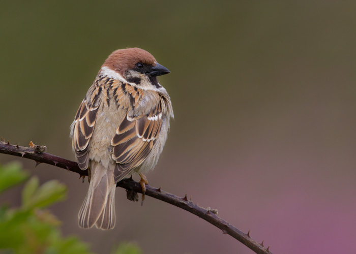 Tree Sparrow