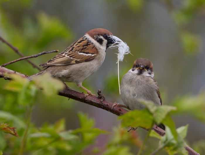 Tree Sparrow