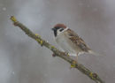 Tree Sparrow in Snow-storm