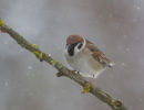 Tree Sparrow in Snow