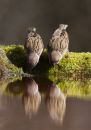Tree Sparrows - Drinking