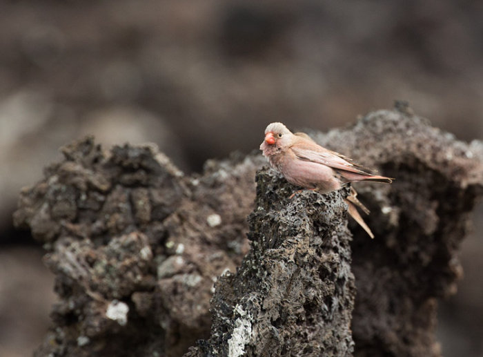 Trumpeter Finch