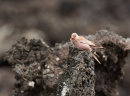 Trumpeter Finch