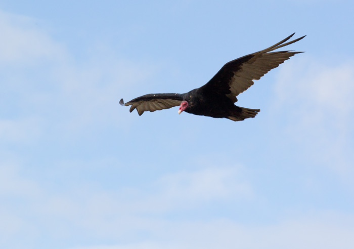 Turkey Vulture