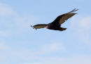 Turkey Vulture
