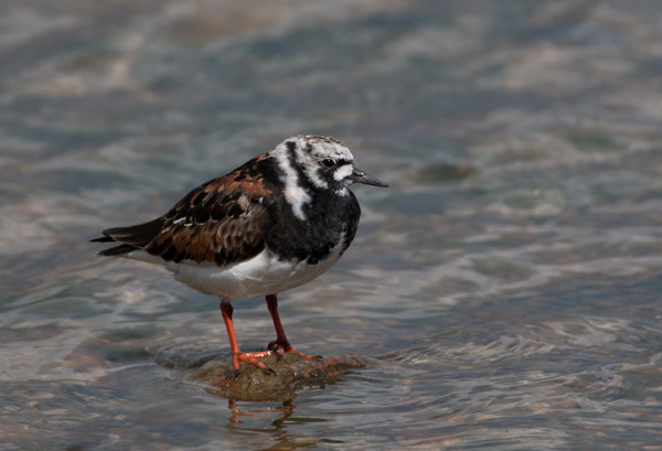 Turnstone