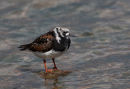Turnstone