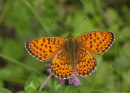 Twin-spot Fritillary
