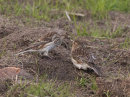 Twite - Juvenile and Adult