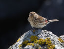 Twite