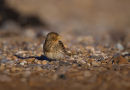 Twite