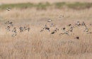 Twite Flock