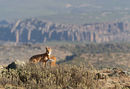 Ethiopian Wolves