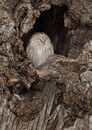 Ural Owl