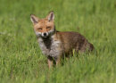 Vixen