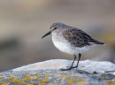 White-rumped Sandpiper