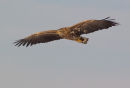 White-tailed Eagle