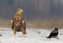 White Tailed Eagle