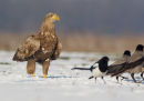 White-tailed Eagle