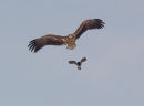White-tailed Eagle