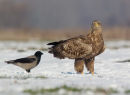 White Tailed Eagle