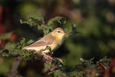 Willow Warbler
