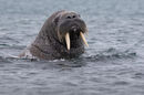 Walrus