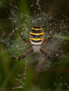 Wasp Spider