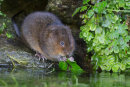 Water Vole