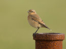 Wheatear