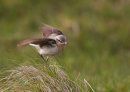 Wheatear