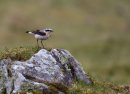 Wheatear