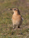Wheatear with Grub